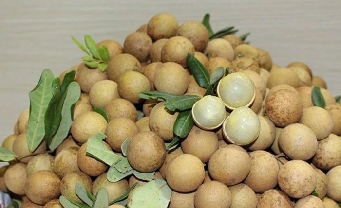 Nhãn Xuồng Cơm Vàng - Vàng Ngọt Biển Đông