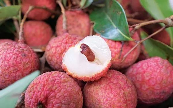 Hình ảnh cận cảnh những quả vải thiều Thanh Hà vỏ mỏng, cùi trắng dày đặc trưng