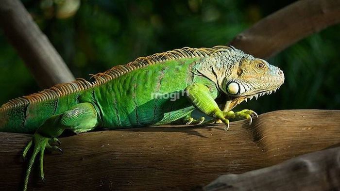 Đặc điểm nhận dạng và mức độ nguy hiểm của kỳ nhông