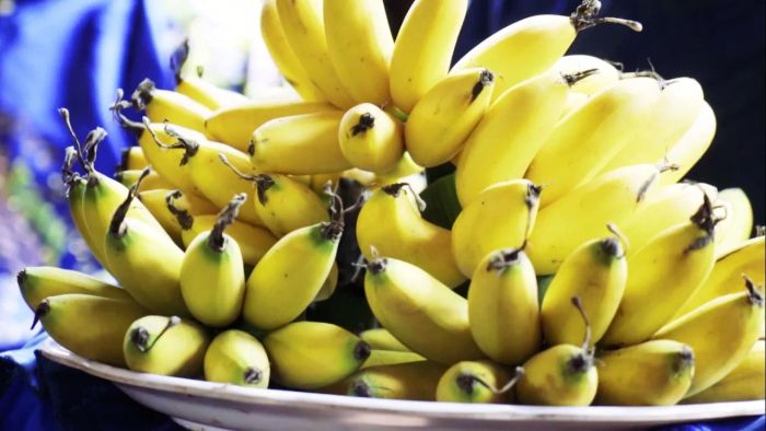 Hình ảnh những nải chuối ngự mít nhỏ xinh, kích thước chỉ bằng hai ngón tay út