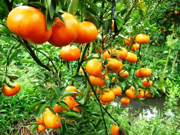 Quýt Hồng Lai Vung - Vàng Rực Đồng Bằng