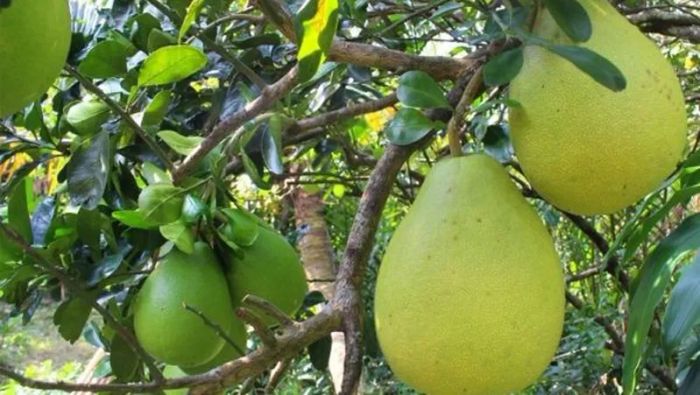 Bưởi Năm Roi - Vàng Ngọt Miền Tây