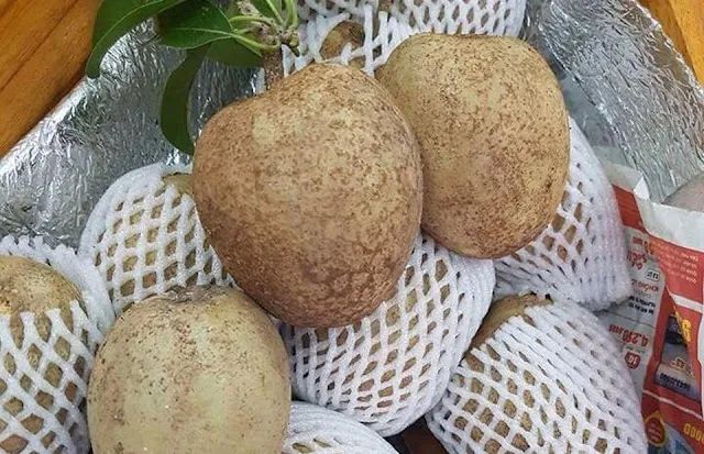 Hình ảnh cận cảnh thịt hồng xiêm Mặc Bắc màu nâu vàng, cơm dẻo ngọt với những hạt nhỏ li ti