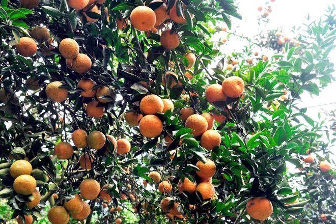 Hình ảnh những vườn cam bạt ngàn trĩu quả dưới nắng vàng Hàm Yên