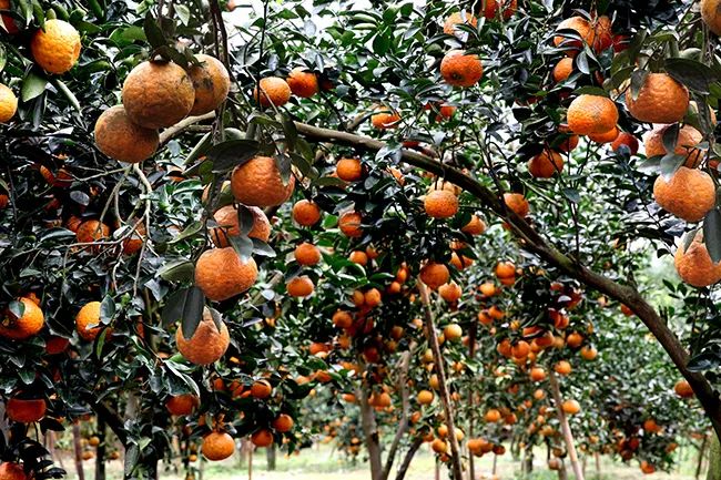 Hình ảnh những trái cam sành Hàm Yên căng mọng, vỏ xanh mướt điểm những đốm vàng tươi