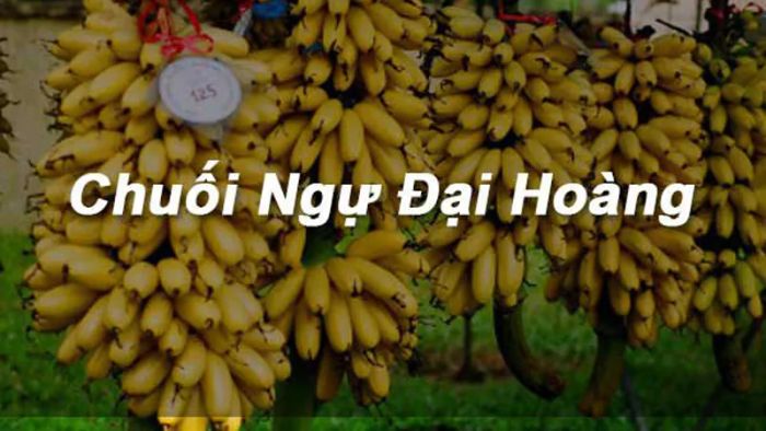 Hình ảnh chuối ngự Đại Hoàng chín vàng, vỏ điểm những chấm nâu hồng đặc trưng