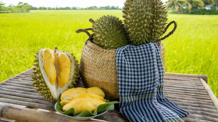 Hình ảnh những trái sầu riêng Ri6 chín vàng với những gai nở bung đặc trưng