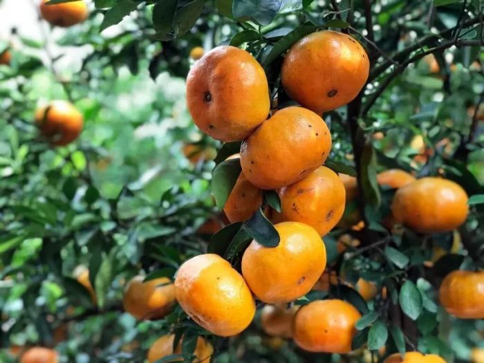 Quýt Hồng Lai Vung - Nắng Vàng Trên Cành