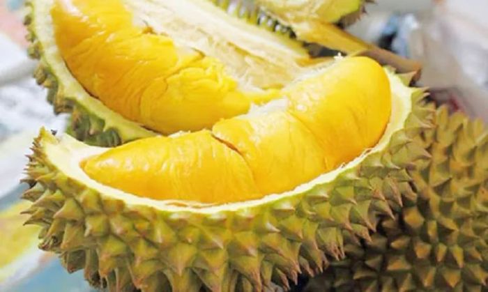 Hình ảnh những múi sầu riêng Ri6 vàng ươm, cơm dày và khô ráo đặc trưng