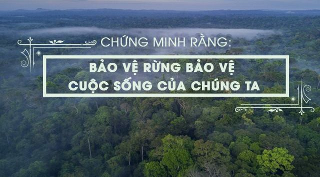 Hình ảnh minh họa ấn tượng về vai trò của rừng (Nguồn: Internet)