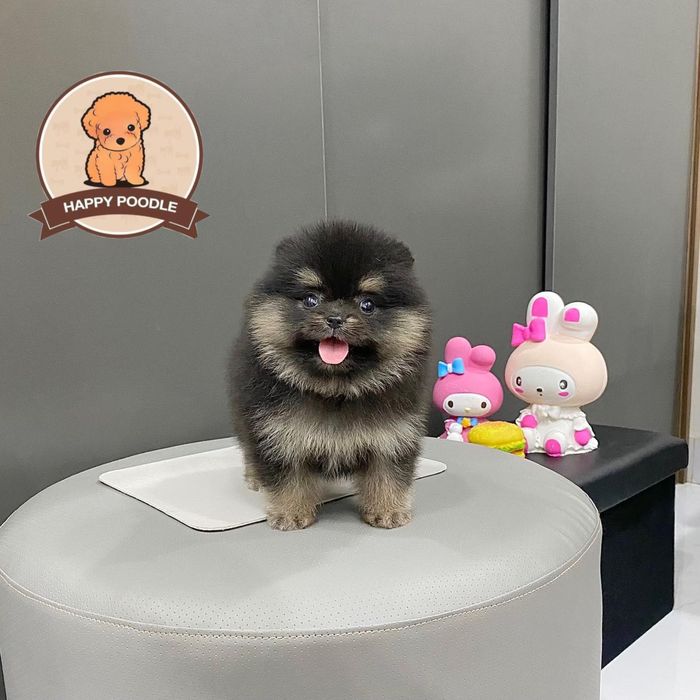 Hình ảnh Happy Poodle Shop 1