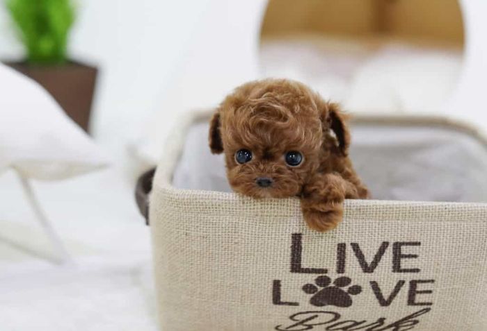 Hình ảnh Lê Trung Pet 1 - Không gian chăm sóc thú cưng chuyên nghiệp