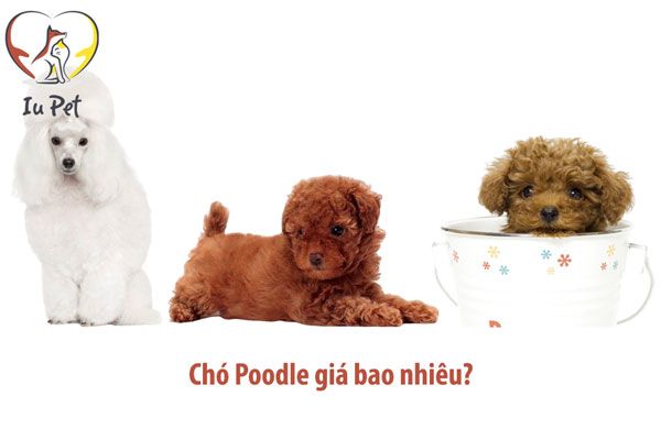 Hình ảnh minh họa (Nguồn: Internet) - Ảnh 1
