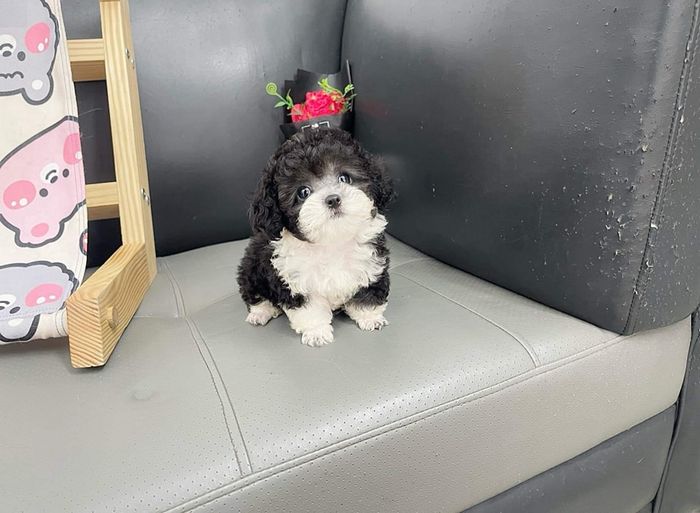Hình ảnh S&C Dog Shop 1 - Những chú Poodle đạt chuẩn quốc tế