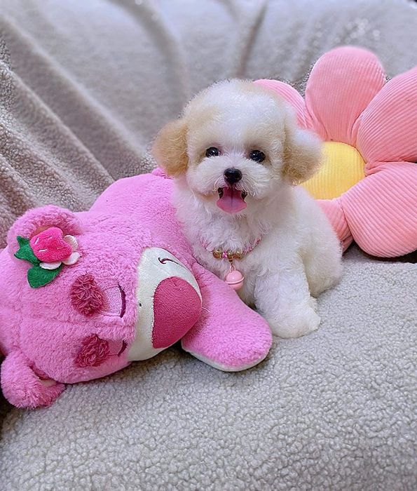 Hình ảnh S&C Dog Shop 2 - Không gian chăm sóc cao cấp