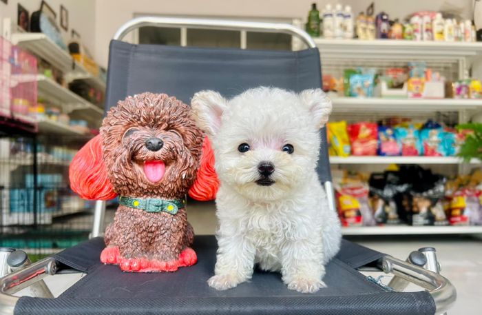 Hình ảnh Poodle Phốc SG 1