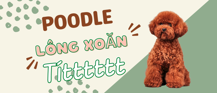 Hình ảnh Lê Trung Pet 2 - Những chú Poodle đáng yêu