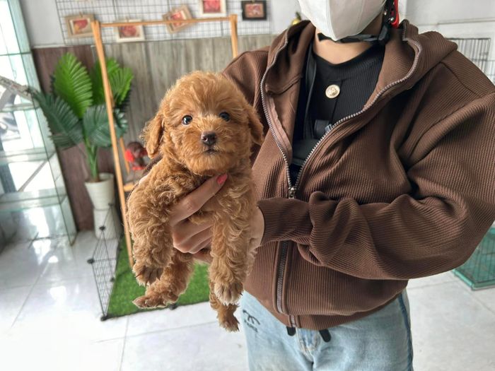 Hình ảnh Poodle Phốc SG 2