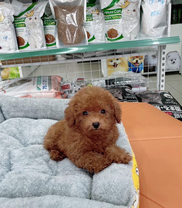 Hình ảnh BinBon DogShop 1 - Những chú Poodle xinh xắn