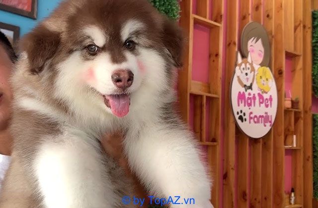 Điểm đến uy tín cho những ai tìm mua chó Alaska tại TP.HCM