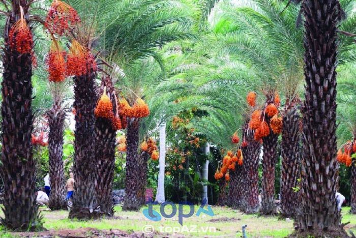 Vườn Chà Là - Ốc đảo xanh giữa lòng Đồng Tháp