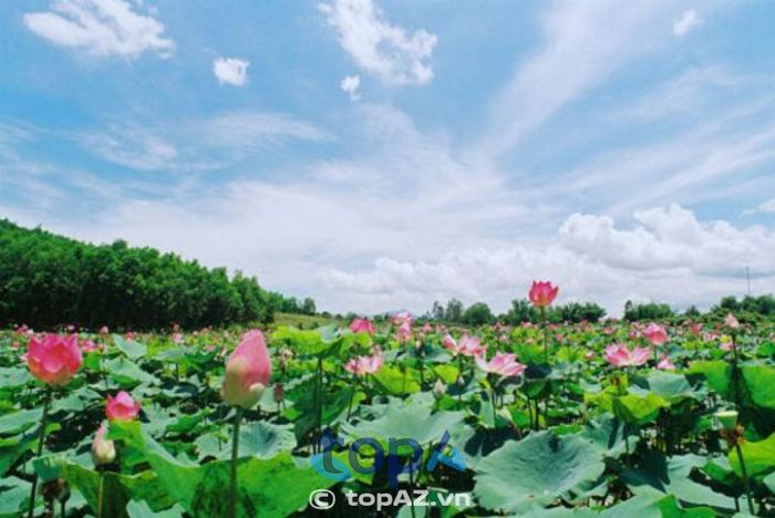 Khu du lịch sinh thái Đồng Sen Tháp Mười - Kiệt tác thiên nhiên của Đồng Tháp
