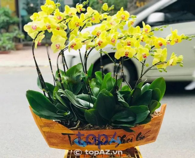 Địa chỉ vàng cung cấp lan hồ điệp chất lượng nhất tại Cầu Giấy