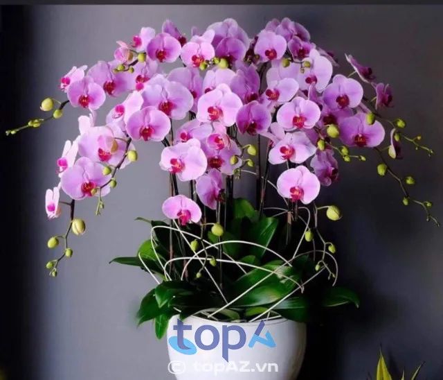 Địa chỉ vàng cho những ai đam mê lan hồ điệp tại Cầu Giấy