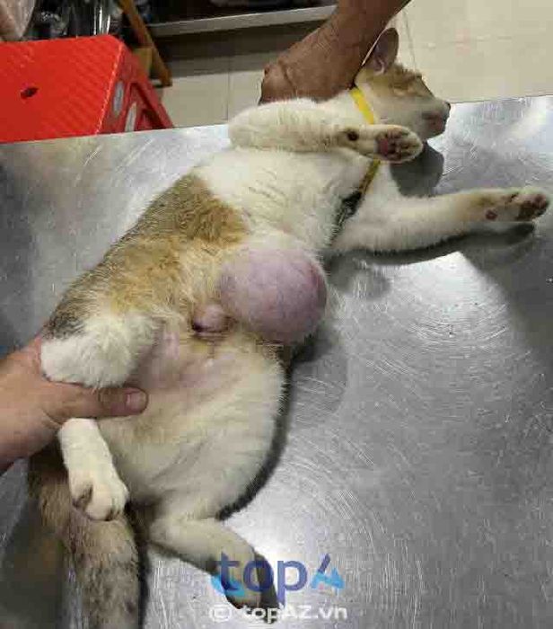 Phòng Khám Thú Y Tân Phan - Đồng hành cùng sức khỏe thú cưng