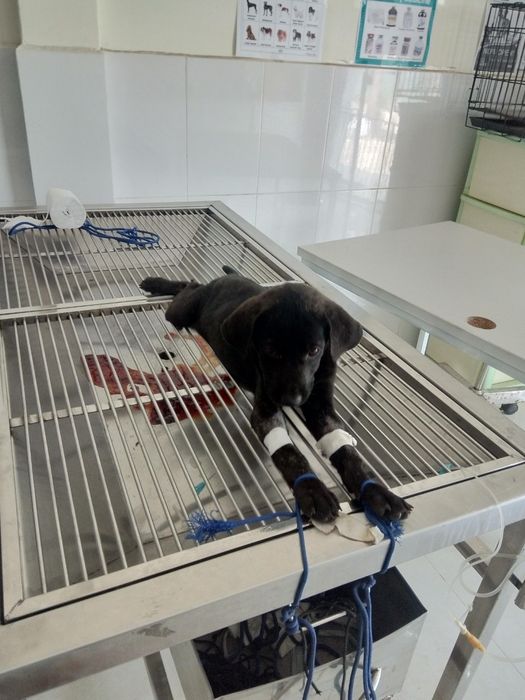 Hình ảnh đội ngũ bác sĩ chuyên nghiệp tại FanPet.vn