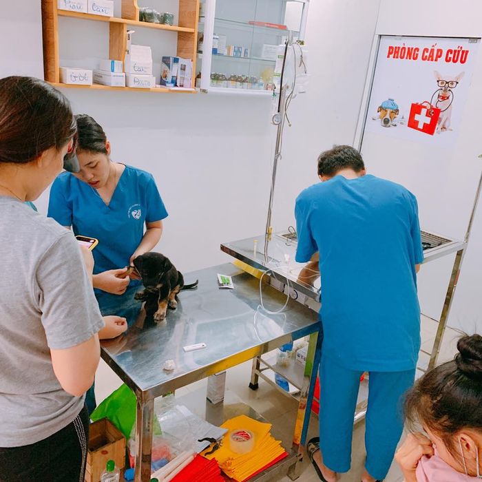Hình ảnh dịch vụ chăm sóc tại ThiThi Pet Clinic