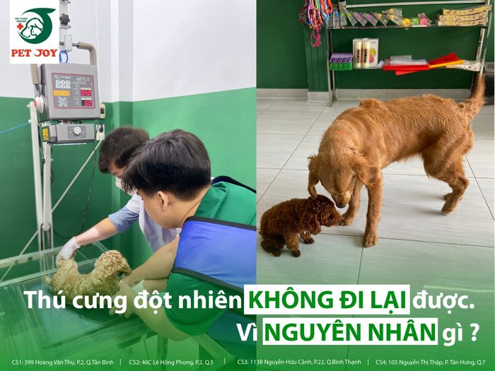 Hình ảnh quy trình khám chữa bệnh chuẩn quốc tế tại Pet Joy