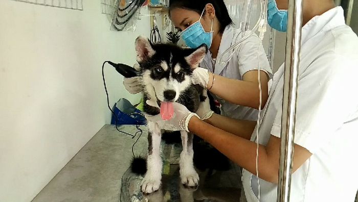 Hình ảnh đội ngũ bác sĩ tại Phòng Khám Thú Y Min Pet
