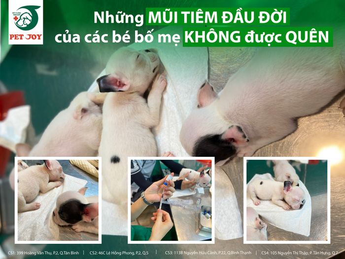 Hình ảnh đội ngũ bác sĩ chuyên nghiệp tại Pet Joy