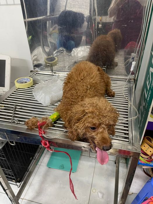 Hình ảnh dịch vụ spa và grooming cao cấp tại Vinpet