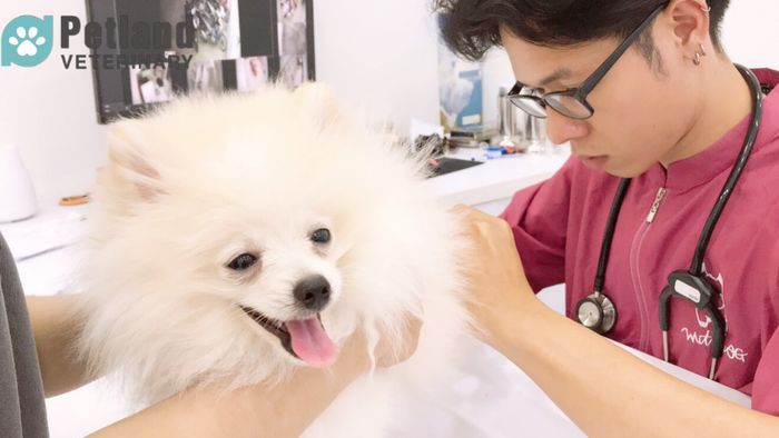 Hình ảnh phòng khám Thú y Petland