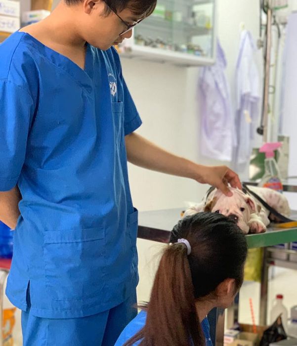 Hình ảnh dịch vụ chăm sóc thú cưng tại ThiThi Pet Clinic