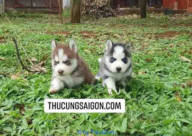 Địa chỉ vàng cho những ai tìm kiếm Husky thuần chủng chất lượng