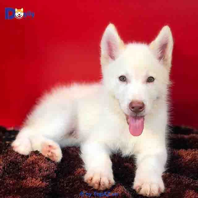Dogily Petshop - Địa chỉ vàng cho thú cưng chất lượng
