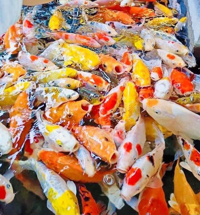Khoảnh khắc lung linh về đêm tại Royal Koi Garden Coffee