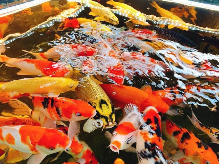 King Koi Coffee Garden - Không gian xanh mát đậm chất Nhật Bản