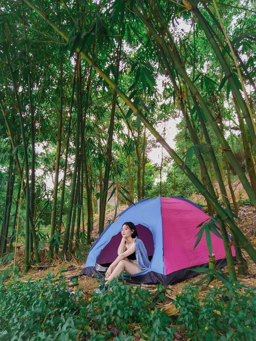 Rừng thông bạt ngàn tại My Hill - Hồ Đồng Quan