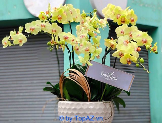 Khám phá địa chỉ đặt hoa chúc mừng khai trương chất lượng tại TP.HCM với những mẫu thiết kế sang trọng và ý nghĩa.
