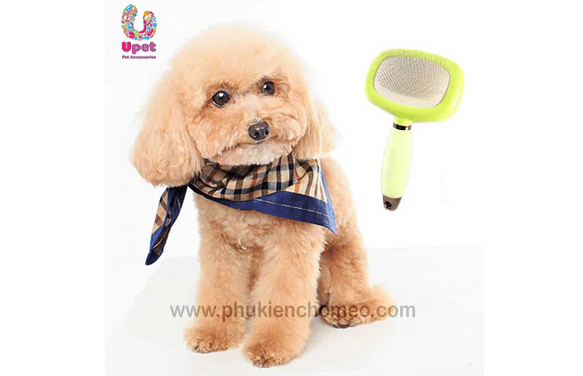 UPET tự hào lọt top 10 cửa hàng phụ kiện thú cưng chất lượng nhất TP.HCM