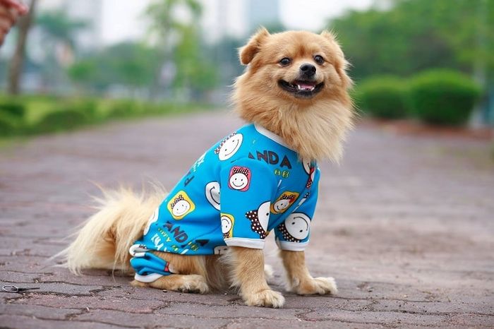 Danh sách vàng các cửa hàng phụ kiện thú cưng đáng tin cậy ở Sài Thành