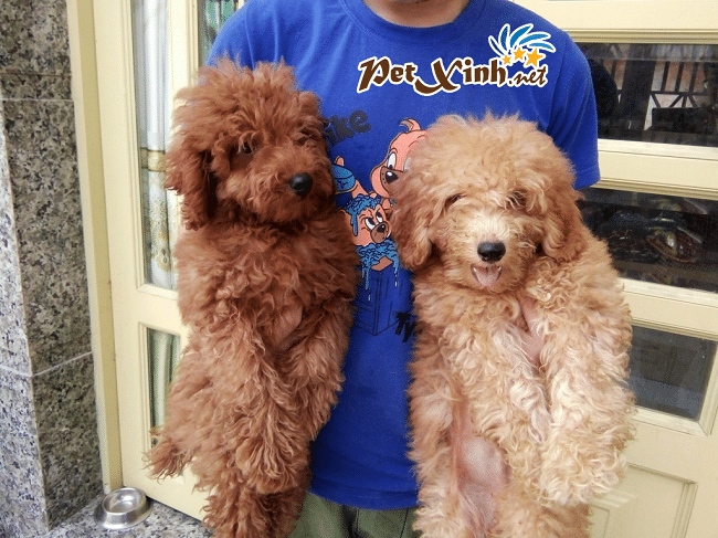 PET Xinh tự hào góp mặt trong Top 10 cửa hàng phụ kiện thú cưng đáng tin cậy nhất tại TP.HCM, nơi mỗi sản phẩm đều thấm đượm tình yêu động vật.