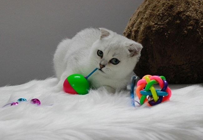 AZ PET tự hào góp mặt trong Top 10 cửa hàng phụ kiện thú cưng uy tín nhất TP.HCM