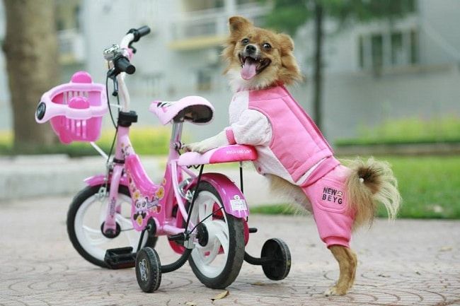 PET Sài Gòn tự hào lọt top 10 cửa hàng phụ kiện thú cưng đáng tin cậy nhất TP.HCM