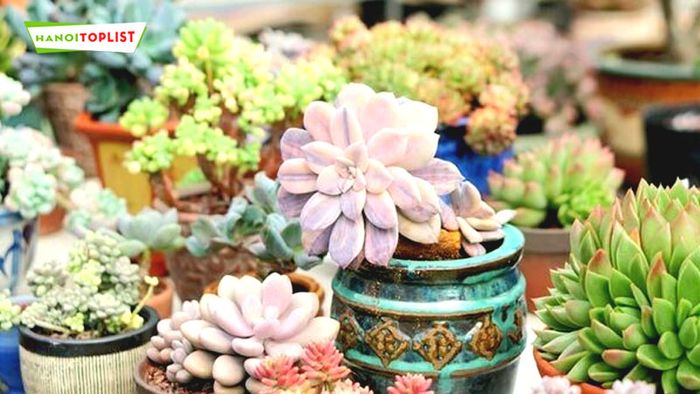 chi-chi-s-garden-Tripi