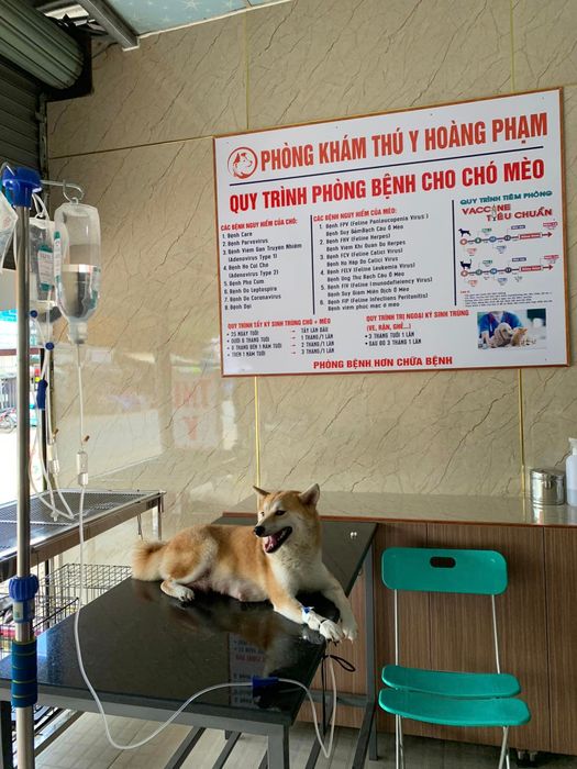 Hình ảnh đội ngũ bác sĩ chuyên nghiệp tại Phòng Khám Thú Y Hoàng Phạm